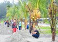 Rekor Dunia Tanam Kelapa Terbanyak di Kota Bengkulu, Program Gotong Royong Tanpa APBD
