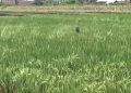 Ratusan Hektare Lahan Sawah di Kepahiang Beralih Fungsi jadi Pemukiman