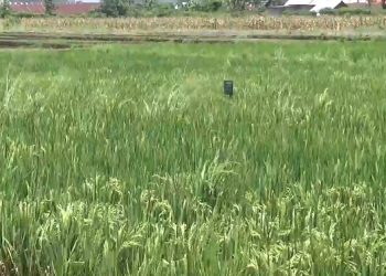 Ratusan Hektare Lahan Sawah di Kepahiang Beralih Fungsi jadi Pemukiman