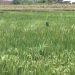 Ratusan Hektare Lahan Sawah di Kepahiang Beralih Fungsi jadi Pemukiman