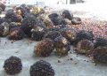 Harga TBS Kelapa Sawit Tingkat Pabrik di Bengkulu Utara, Ada yang di Bawah Rp.3.000 per Kg