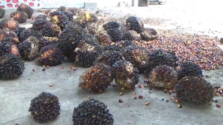 Harga TBS Kelapa Sawit Tingkat Pabrik di Bengkulu Utara, Ada yang di Bawah Rp.3.000 per Kg