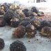 Harga TBS Kelapa Sawit Tingkat Pabrik di Bengkulu Utara, Ada yang di Bawah Rp.3.000 per Kg