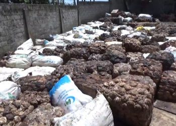 Produksi Petani di Bengkulu Utara Menurun Akibat Harga Komoditi Karet Stagnan