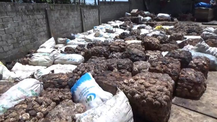 Produksi Petani di Bengkulu Utara Menurun Akibat Harga Komoditi Karet Stagnan