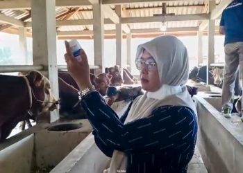 Distan Klaim Progres Vaksinasi Sapi di Kabupaten Seluma Sudah Diangka 92 Persen