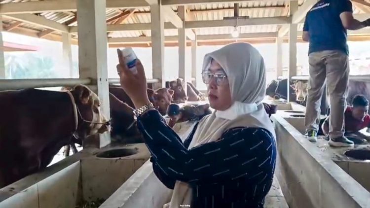 Distan Klaim Progres Vaksinasi Sapi di Kabupaten Seluma Sudah Diangka 92 Persen