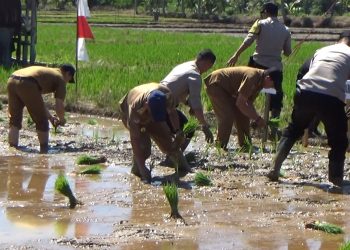 650 Hektare Lahan di Kota Bengkulu Sudah Ditanami Padi untuk Ketahanan Pangan