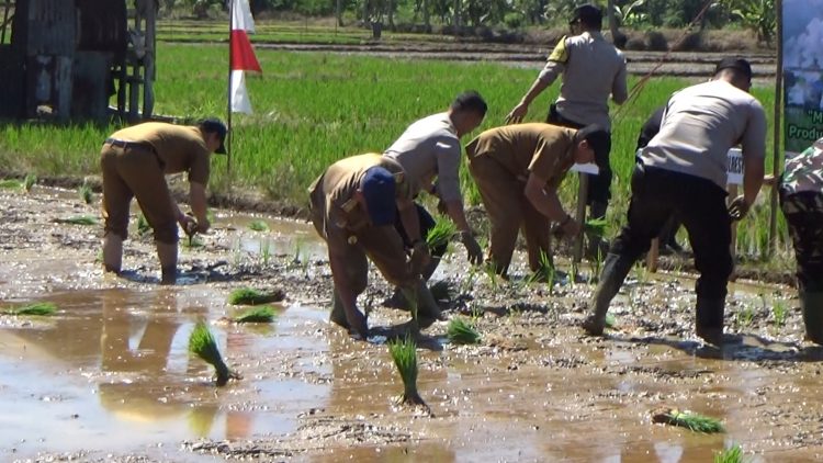 650 Hektare Lahan di Kota Bengkulu Sudah Ditanami Padi untuk Ketahanan Pangan