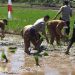 650 Hektare Lahan di Kota Bengkulu Sudah Ditanami Padi untuk Ketahanan Pangan