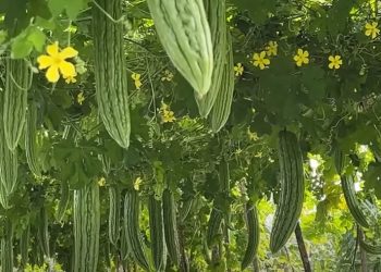 Kandungan Nutrisi Pare yang Baik untuk Kesehatan Jantung dan Gula Darah