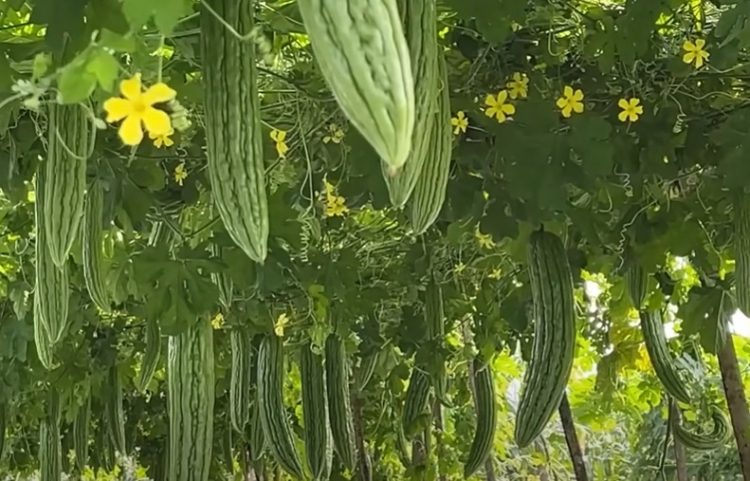 Kandungan Nutrisi Pare yang Baik untuk Kesehatan Jantung dan Gula Darah
