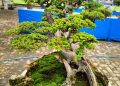 HUT ke-24 Harian Rakyat Bengkulu, Ratusan Bonsai Hiasi Graha Pena
