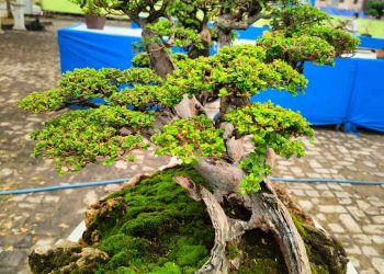 HUT ke-24 Harian Rakyat Bengkulu, Ratusan Bonsai Hiasi Graha Pena