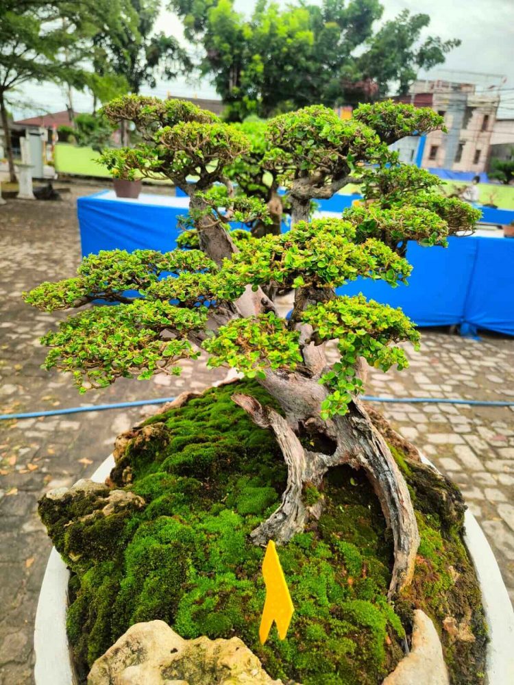 HUT ke-24 Harian Rakyat Bengkulu, Ratusan Bonsai Hiasi Graha Pena
