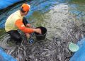 Bisnis Sampingan Budidaya Ikan Lele, Modal 1.000 Ekor Bergaji Rp 1,5 Juta per Bulan