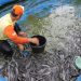 Bisnis Sampingan Budidaya Ikan Lele, Modal 1.000 Ekor Bergaji Rp 1,5 Juta per Bulan