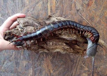 Sering Kejadian Kelabang Masuk Rumah, Ini Artinya Menurut Primbon Jawa