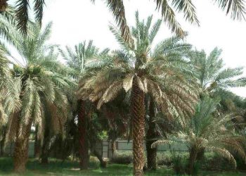 Ini Sosok Sahabat Nabi Muhammad yang Kekayaannya Selalu Bertambah hingga Kiamat