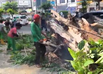 Pohon Tumbang di Padang Jati, Pengendara Motor Terluka