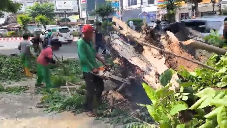 Pohon Tumbang di Padang Jati, Pengendara Motor Terluka
