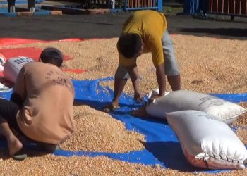 Serapan Belum Bertambah, Ketentuan Kadar Jadi Tantangan Petani Jagung di Bengkulu Utara