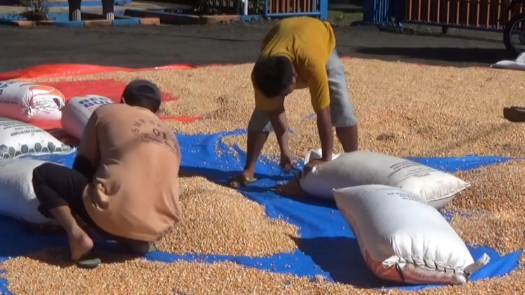 Serapan Belum Bertambah, Ketentuan Kadar Jadi Tantangan Petani Jagung di Bengkulu Utara