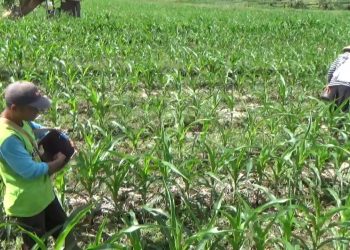 Sadesahe di Bengkulu Utara Butuh Rp12,7 Juta per Desa untuk Tanam Komoditas Ketahanan Pangan