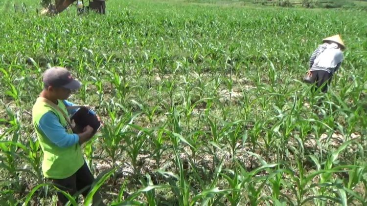 Sadesahe di Bengkulu Utara Butuh Rp12,7 Juta per Desa untuk Tanam Komoditas Ketahanan Pangan