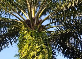 Harga TBS Sawit di Bengkulu Merangkak, Petani Dapat Angin Segar