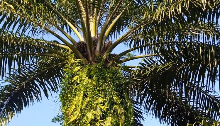 Harga TBS Sawit di Bengkulu Merangkak, Petani Dapat Angin Segar