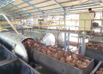 Harga TBS Sawit Tiap Pabrik di Mukomuko Beda Nasib, Tertinggi Segini