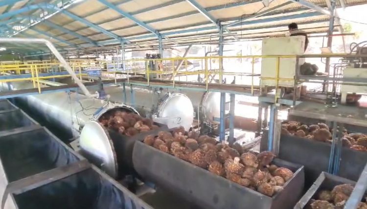 Harga TBS Sawit Tiap Pabrik di Mukomuko Beda Nasib, Tertinggi Segini