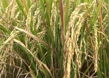 Penanaman Padi Gogo di Lahan Replanting Seluas 381 Hektare Belum Terlaksana, DTPHP Bengkulu Utara Ungkap Alasannya