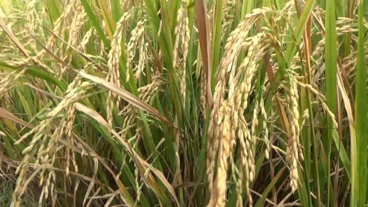 Penanaman Padi Gogo di Lahan Replanting Seluas 381 Hektare Belum Terlaksana, DTPHP Bengkulu Utara Ungkap Alasannya