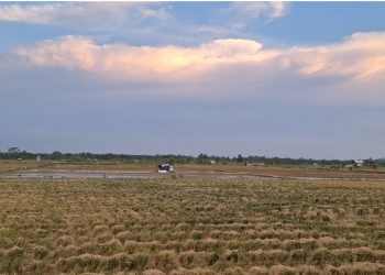 Pemkab Mukomuko Warning Ada Sanksi Mengintai Mengalih Fungsi Lahan Pertanian Pangan