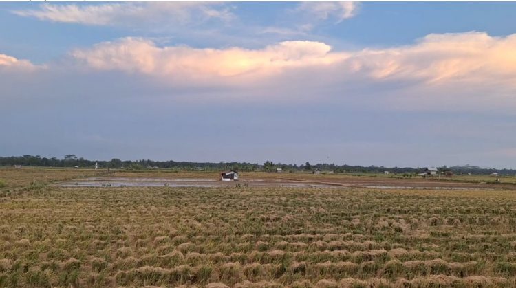 Pemkab Mukomuko Warning Ada Sanksi Mengintai Mengalih Fungsi Lahan Pertanian Pangan