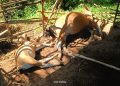 Kejadian di Seluma, Sapi Bunting dan Anaknya Mati Tersambar Petir