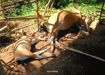 Kejadian di Seluma, Sapi Bunting dan Anaknya Mati Tersambar Petir