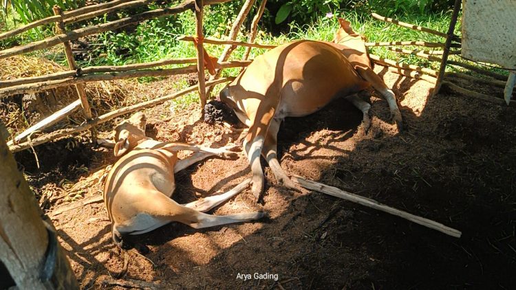 Kejadian di Seluma, Sapi Bunting dan Anaknya Mati Tersambar Petir
