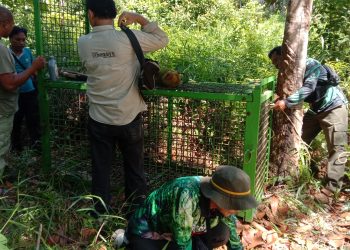 Pasca Petani Karet Diterkam Beruang Madu, Petugas BKSDA Pasang Perangkap