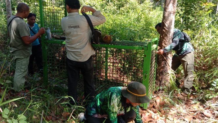 Pasca Petani Karet Diterkam Beruang Madu, Petugas BKSDA Pasang Perangkap