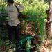 Pasca Petani Karet Diterkam Beruang Madu, Petugas BKSDA Pasang Perangkap