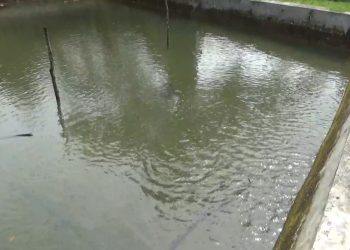 Produksi Ikan Air Tawar di Bengkulu Utara Belum Ada Peningkatan, Ini Kendalanya