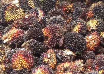 Musim Trek Tiba, Harga TBS Kelapa Sawit di Pabrik Bengkulu Utara Melambung, Tertinggi Segini