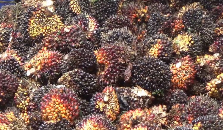 Musim Trek Tiba, Harga TBS Kelapa Sawit di Pabrik Bengkulu Utara Melambung, Tertinggi Segini