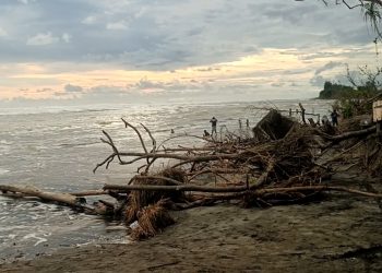 Kondisi Memprihatinkan Pantai Pasar Seluma, Abrasi dan Sampah Berserak