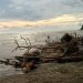 Kondisi Memprihatinkan Pantai Pasar Seluma, Abrasi dan Sampah Berserak