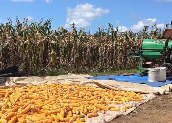 Program Sadesahe, 195 Desa di Bengkulu Utara Siap Berpartisipasi Ikut Program