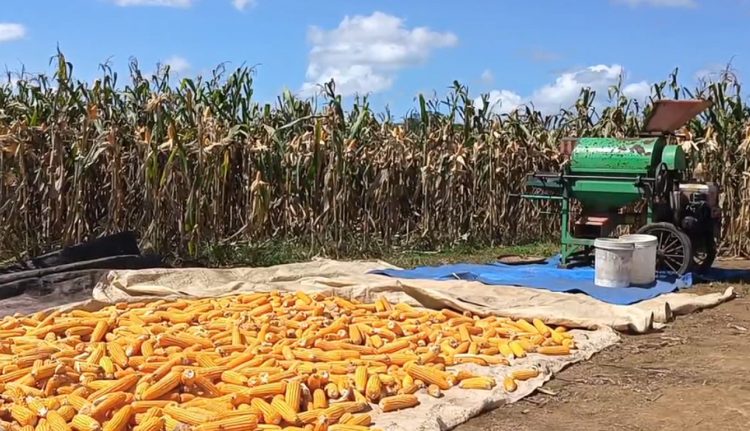 Program Sadesahe, 195 Desa di Bengkulu Utara Siap Berpartisipasi Ikut Program